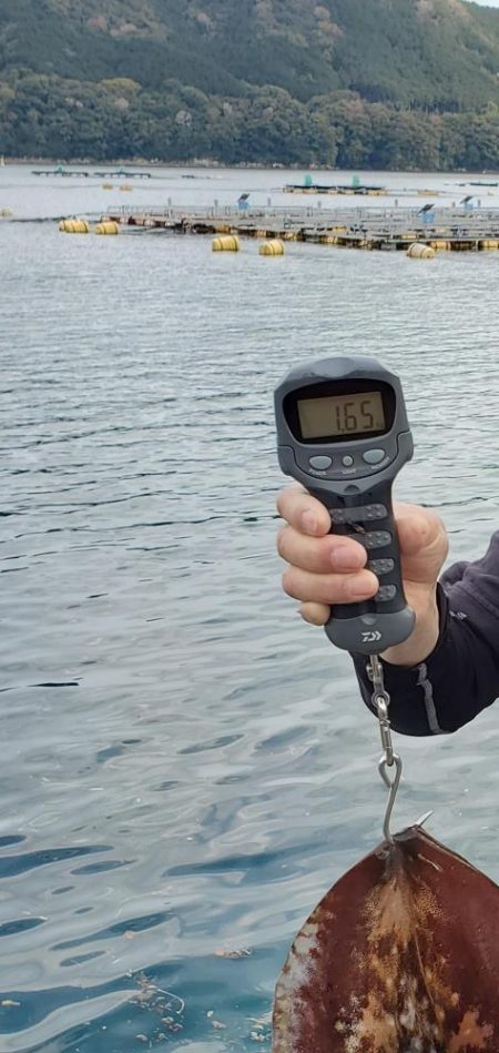 春アオリイカ狙い